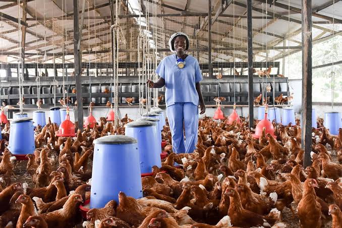 Poultry Farm Project