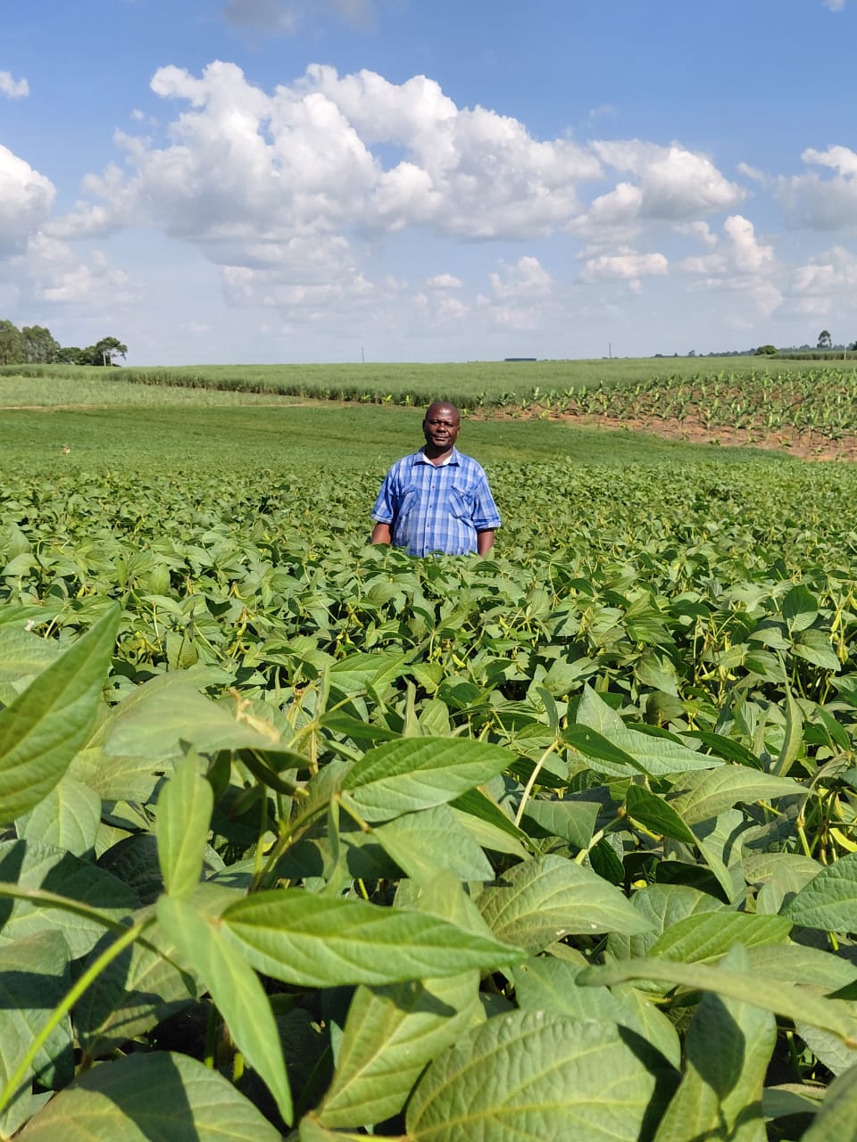 Soybean farmer and agriculture value chain activity